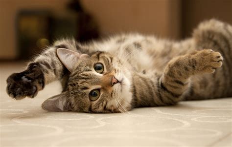 What Are Cat Zoomies & Should You Worry? » Petsoid