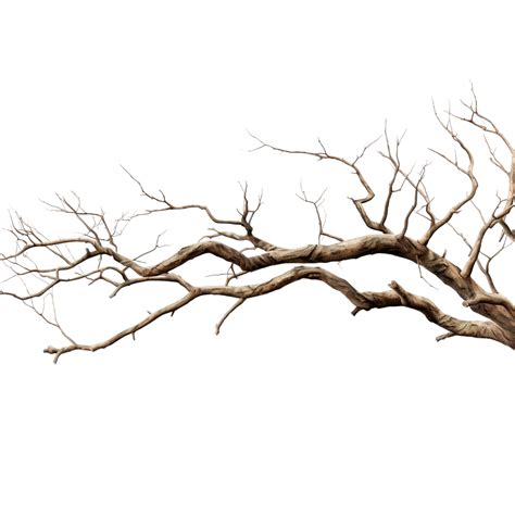 Dry Tree Branches Png File Broken Piece Pine PNG Transparent Image