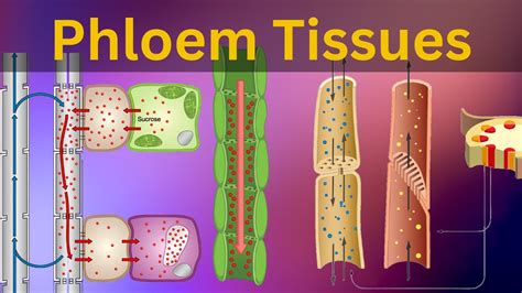 Phloem Tissues Structure And Function Vascular Bundles Types Of