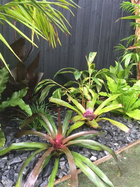 Tropical Backyards Plants True Green Nursery