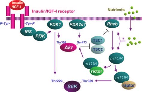 Schematic Illustration Of Insulin IGF I And Nutrients That Regulate