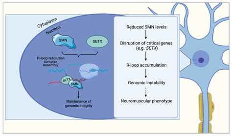 Ijms Free Full Text The Smn Complex At The Crossroad Between Rna