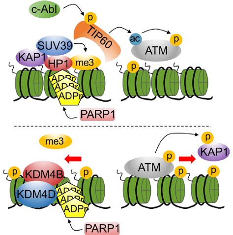 Regulation Of Atm Activation By H K Trimethylation In Response To Dna