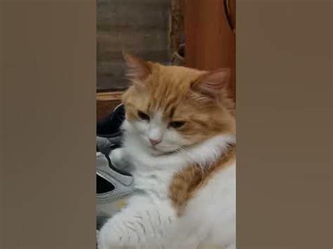 одна кошечка фетешистка # #music #beach #love #travel #edm #cat #котик ...