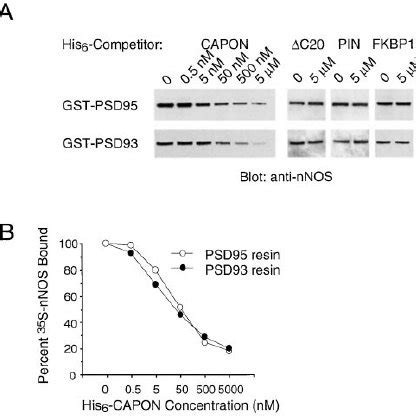 Capon Expression Prevents The Interaction Of Psd And Nnos Hek