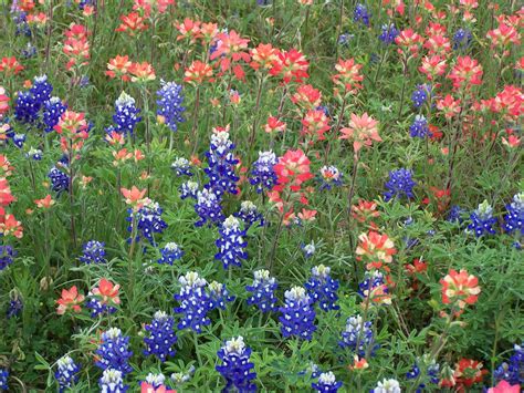 Cozy in Texas: Ennis Bluebonnet Festival