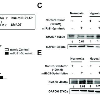 Smad Is A Direct Target Of Hsa Mir P A The Utr Sequences Of