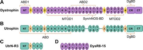 Dystrophin And Utrophin A Diagram Of Full Length Dystrophin B