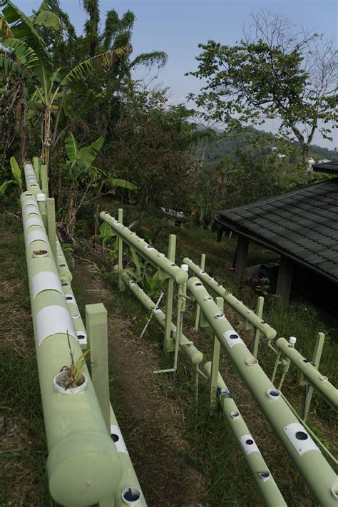 Discover more like Aquaponics: My new "garden" and Related Content