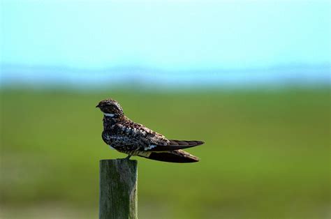 Common Nighthawk Photograph By Jason Wilson Fine Art America