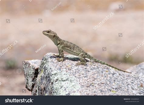 Pristidactylus Achalensis Female Achala Lizard Stock Photo 1353200531