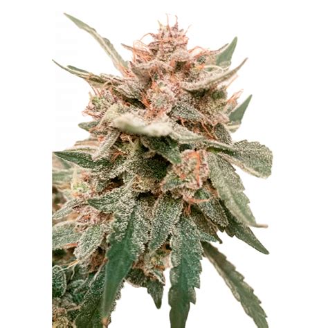 Banshee Nuka Seeds Samonakv Tac Indica