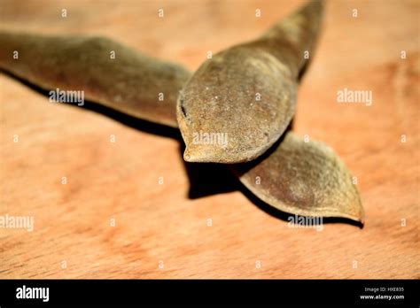 Dry Beans Of Wisteria With Ripe Seeds Leaked Stock Photo Alamy