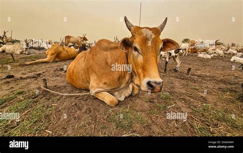 Dinka Cattle Camp Bor Central Region South Sudan Africa Stock Photo