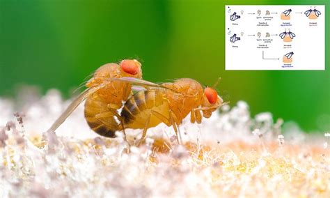 Female Fruit Flies Become Violent After Sex Daily Mail Online