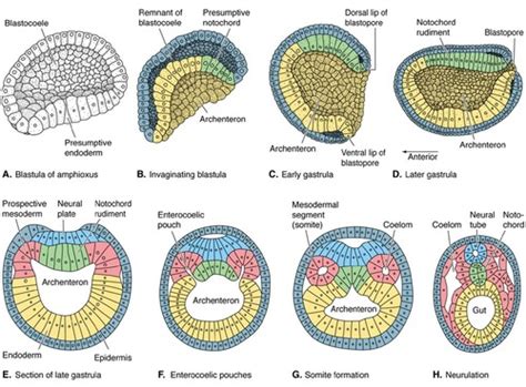 Comp Anat Embryology Flashcards Quizlet