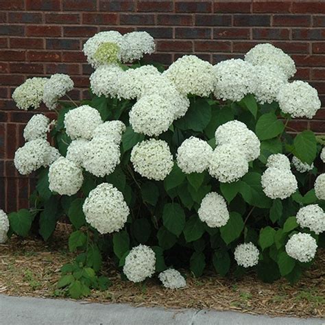 Incrediball Hydrangea Hedge