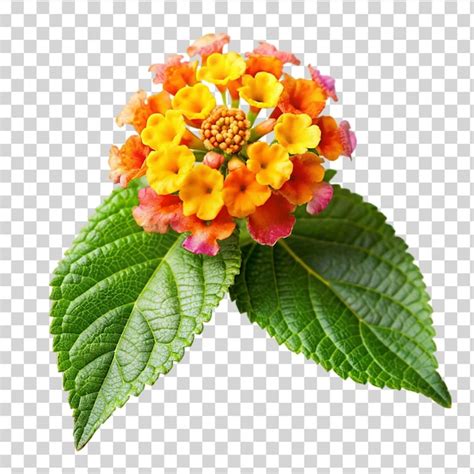 Premium Psd Lantana Camara Flower Isolated On Transparent Background