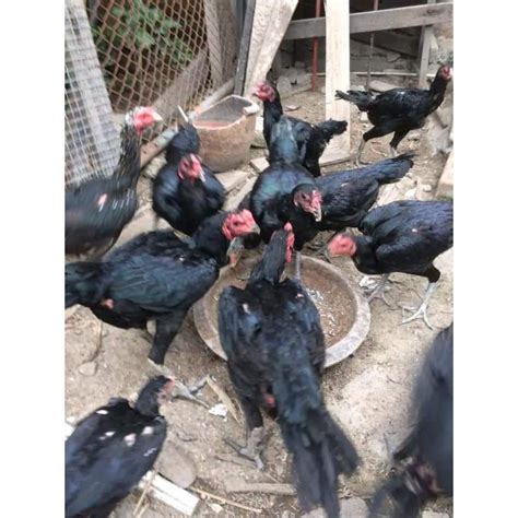 Jual Ayam Pakhoy Brakot Jago Muda Dedara Biang Shopee Indonesia