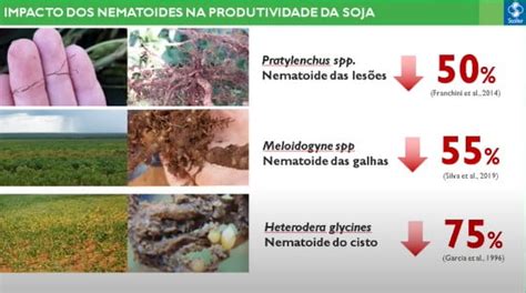 Controle De Nematoides Dicas Eficazes Para Um Manejo Bem Sucedido