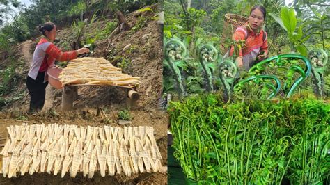 Days The Life Of A Single Mother Harvesting Bamboo Shoots