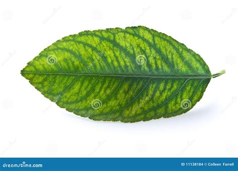 Leaf With Chlorosis Stock Photo Image Of Object Tree 11138184