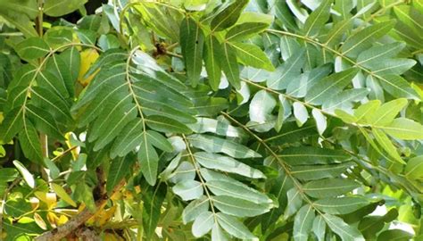 Boswellia serrata - GreenSpace