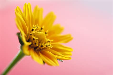 spring yellow flower  pink background creative commons stock image