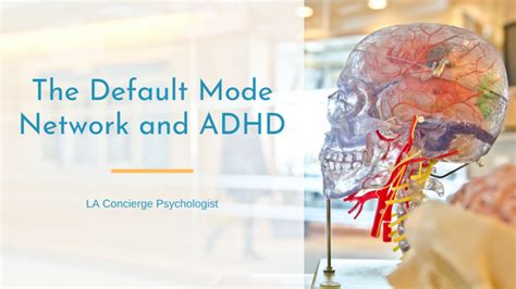 The Default Mode Network And ADHD LA Concierge Psychologist