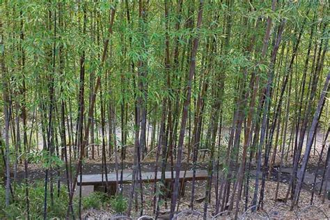 Phyllostachys Nigra Boryana Tiger Bamboo