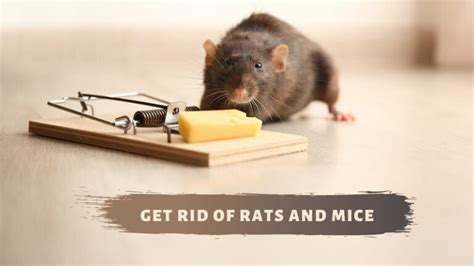 How Can You Get Rid Of Mice Completely