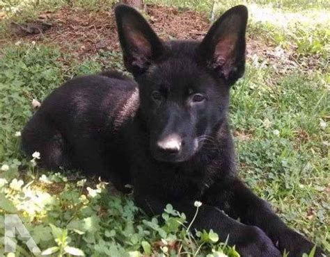 AKC Black German Shepherd Puppies For Sale | PETSIDI