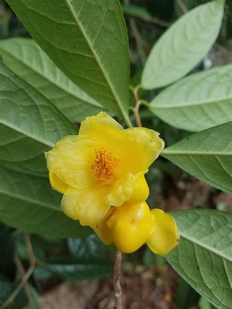 Camellia Petelotii Camellia Petelotii คู่มือการดูแล Picturethis