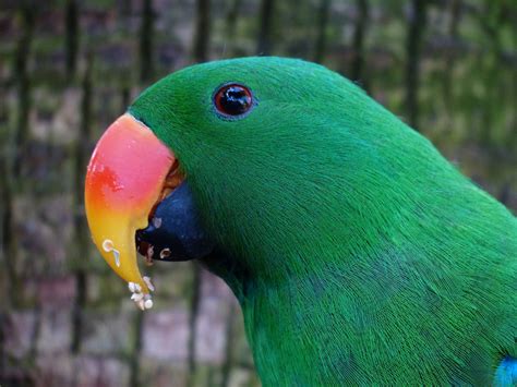 Free Images Bird Wildlife Green Beak Colourful Colorful Fauna Plumage Lorikeet