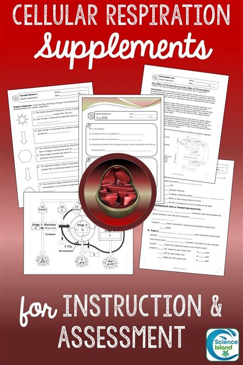 A Variety Of Editable Teaching Resources For Cellular Respiration