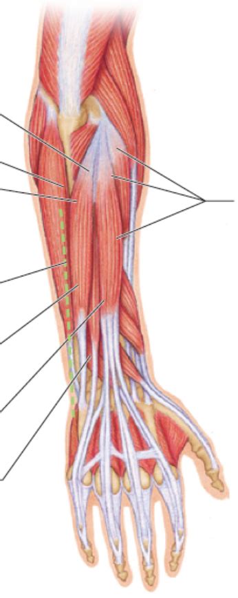 Muscles Of The Posterior Forearm Location Diagram Quizlet