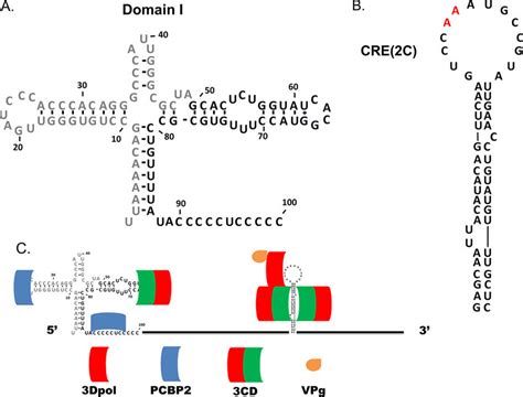 Domain I And Cre2c Of Cvb3 And The Location Of Protein Binding To