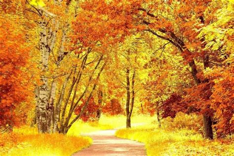 Fall Foliage Wallpaper ·① Wallpapertag