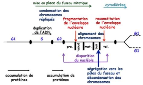 La Division Cellulaire Ou Cycle Cellulaire Cartes Quizlet