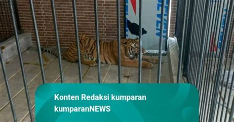 Pria Di Samarinda Tewas Diterkam Harimau Majikannya Saat Beri Makan Di