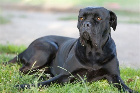 Usposobienie cane corso krok po kroku Objaśniamy charakter włoskiego psa