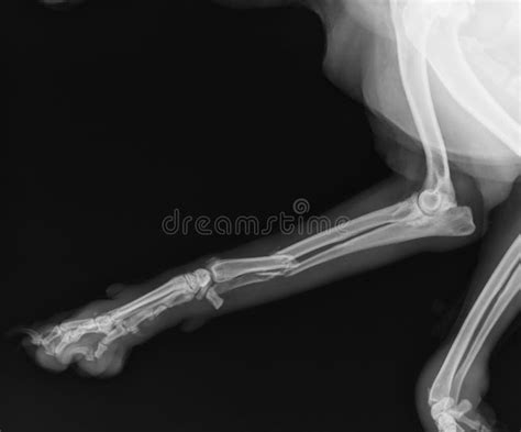 370 Radius Ulna Stock Photos - Free & Royalty-Free Stock Photos from Dreamstime