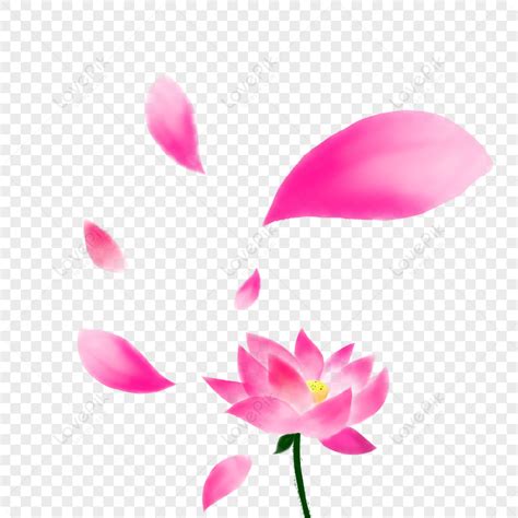 Lotus Petals Watercolor Petal Lotus Png Transparent Background And