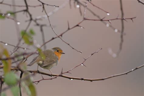 rouge gorge François Reitz Flickr