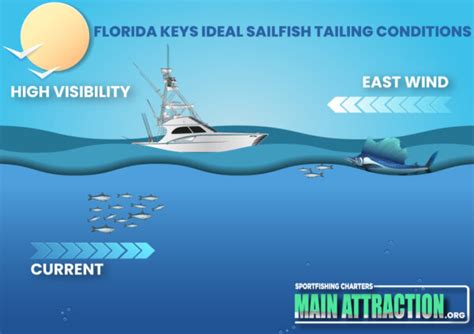 sailfish facts  atlantic sailfish main attraction