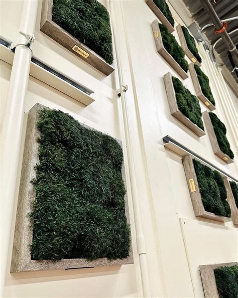 Moss Air Filters for a Manufacturing Company - Moss Pure: Live Moss