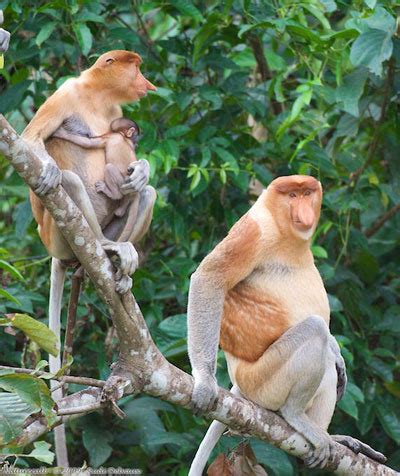 boilingspot: Wildlife official: palm oil plantations behind decline in ...