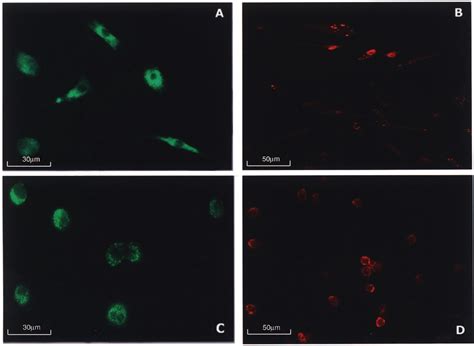 Figure 3 From Xenotransplantation Of Human Umbilical Cord Blood