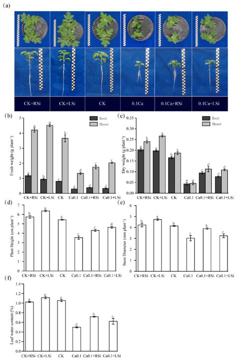 Application of Exogenous Silicon for Alleviating Photosynthetic