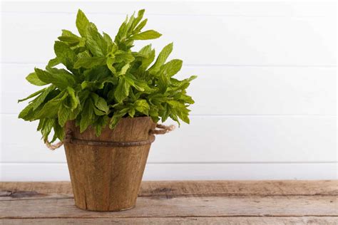 Mint Companion Plants (What Not To Grow Near Mint) | TheHomeTome